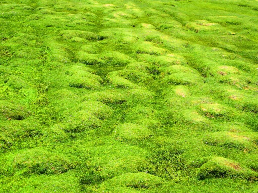 How to Get Rid of Heavy Moss in Your Lawn: Effective Tips – Mosspedia ...